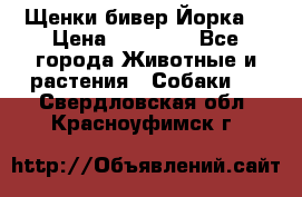 Щенки бивер Йорка  › Цена ­ 30 000 - Все города Животные и растения » Собаки   . Свердловская обл.,Красноуфимск г.